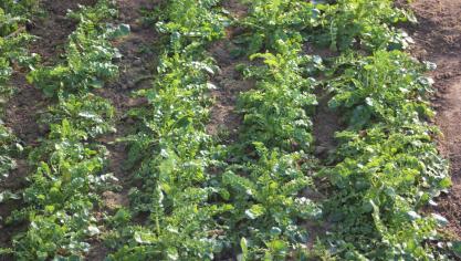 La roquette sauvage a des feuilles très découpées. Son goût épicé rehausse les salades fraîches.