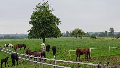Les couloirs doivent faire le tour des différentes parcelles. Ils seront tantôt larges, tantôt plus étroits afin de stimuler le sens des animaux.