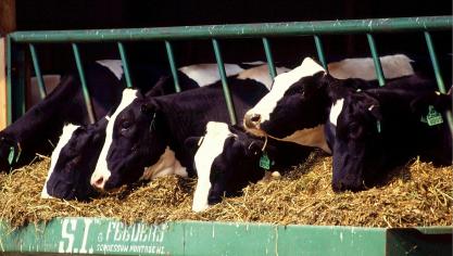 cows-526771_1920