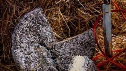 Le Bleu de Scailton, de la bergerie d’Acremont, a décroché le bronze aux Farm Cheese Award.