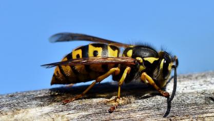 hornet-3336385_1920