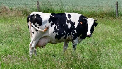Une croissance de 1 % de la production laitière  est prévue sur l’ensemble de l’année.