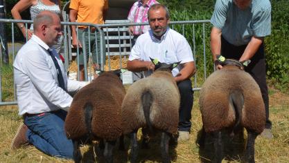 La série du champion agneaux Texel bleu, avec A. Roose, et H. Richard (2X).