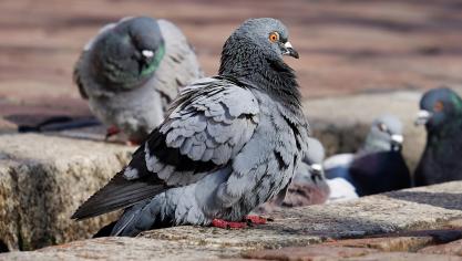 pigeons-3268990_1920