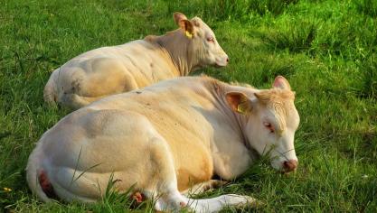 cow-3401988_1920