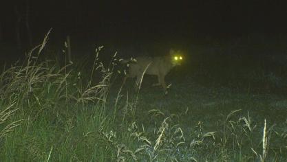Loup - Fagnes - Wallonie