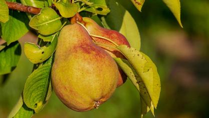 pear-3560106_1920
