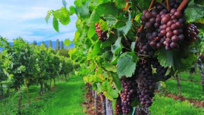 wine-2799719_1920