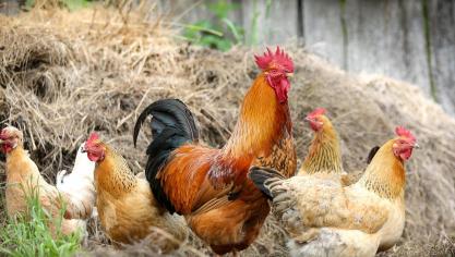 cock-2522623_1920