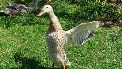 running-duck-59768_1920