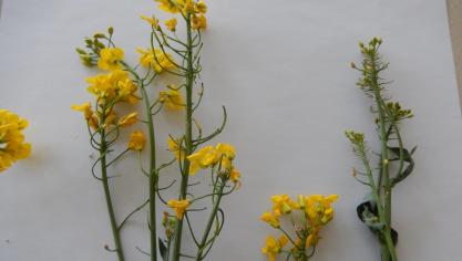 Comparaison entre une plante de colza «normale» et une plante victime de problèmes à la floraison.