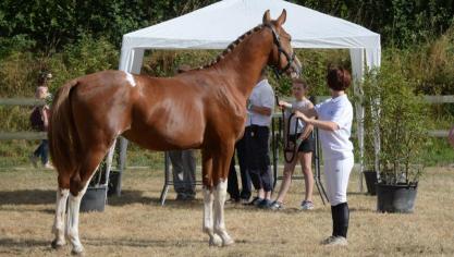 Lingot d’Or de la Petite Hunelle, champion des yearlings Libramont 2018.