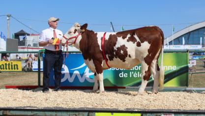 Muscade d’Erquelinnes, 1
er
 prix des génisses à Pascal Leray, Erquelinnes.