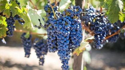 purple-grapes-553464_1920