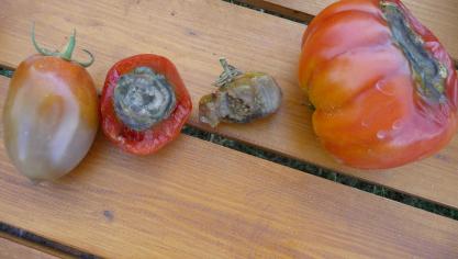 La nécrose apicale est liée à un manque de calcium dans les cellules du fruit. L