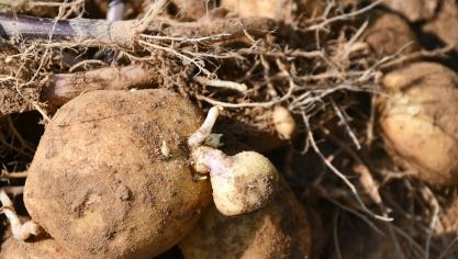 En pomme de terre, le rejet-repousses participe aux inquiétudes et prévisions de moindres rendements nets.