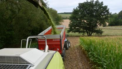 La récolte a commencé et s’est poursuivie la semaine dernière dans les situations les plus avancées.