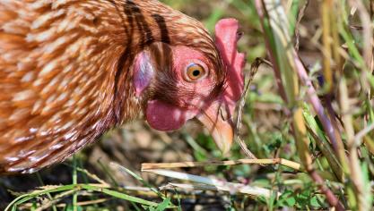 chicken-3607867_1920