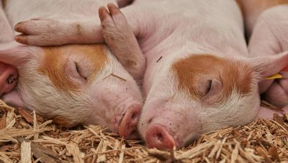 piglet-3386356_1920