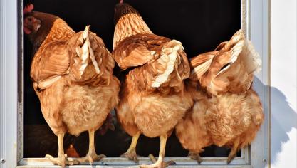 chicken-3607863_1920