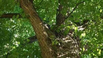 deciduous-tree-139728_1920