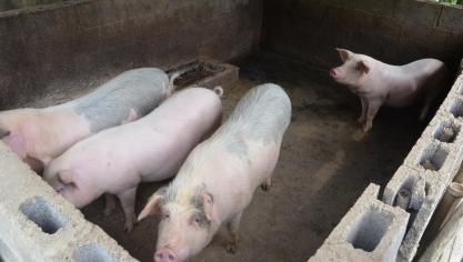 Longtemps réalisée largement au sein de petits élevages traditionnels opérant à l’échelle locale, la production porcine chinoise est en pleine restructuration sous la forme de très grosses unités de production. L’épidémie de peste porcine africaine qui progresse actuellement dans le pays est un véritable séisme.