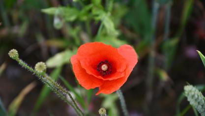 coquelicot 8 juin 2018 DSC_2088