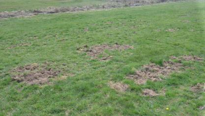 Les dégâts de sanglier en prairie ne sont  pas rares.
