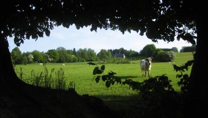 La haie fourragère dispose d’élément snutritifs que l’herbe ne possède pas  et dont les bovins ont besoin.