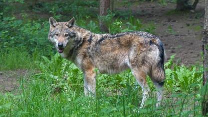 wolf-3585218_1920
