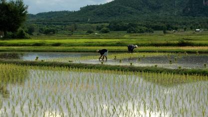 transplanting-rice-983760_1280