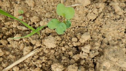 Décidément, 2018 est une année favorable aux insectes qui sont là de bonne heure en colza.