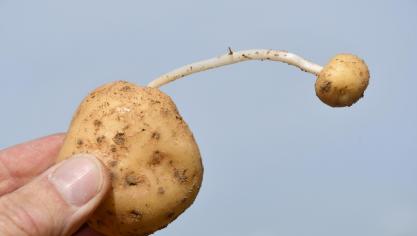 Près de 40 % des tubercules primaires montrent un symptôme de boulage en Flandre,  contre seulement 11 % en Wallonie.