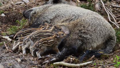 La confirmation en province de Luxembourg de 2 cas de sangliers contaminés par le virus responsable de la peste porcine africaine présente un impact majeur pour les secteurs de l’élevage et de la chasse, d’où la prise de mesures immédiates et coordonnées par les différents niveau de pouvoir.