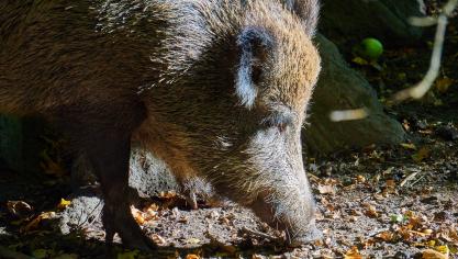 boar-1033870_1920