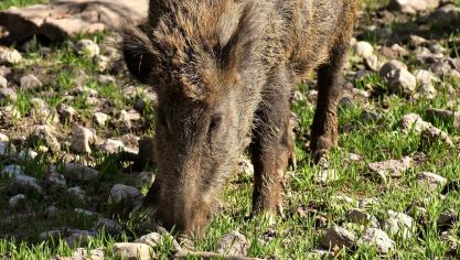 wild-boars-3363615_1920