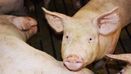 La lutte ne constitue pas un enjeu de santé publique, mais bien un enjeu de santé animale et économique vu qu’il n’existe aucun traitement ou vaccination possible contre la maladie.