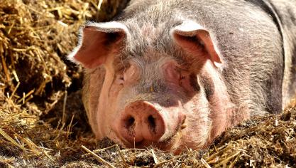 pig-2189566_1920