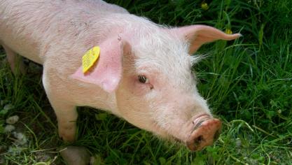 piggy-1514324_1920