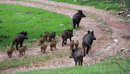 boars-1220118_1920