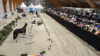 L’édition de Ghlin 2018 a encore une fois tenu toutes ses promesses en mettant en avant  le fleuron des élevages wallons.