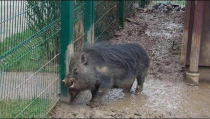 Hector, un futur symbole de la révolution
? (D.R.)