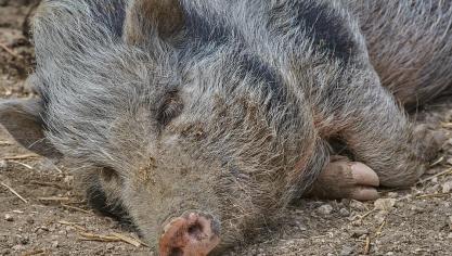 porc