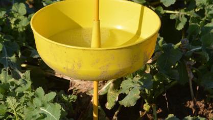 La surveillance des altises demeure d’actualité, tant via les bassins jaunes, que sur les plantes.