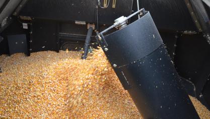 Les pluies de la fin septembre ont ralenti voire stoppé momentanément la baisse régulière des teneurs en humidité du grain.