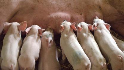 piglet-1639589_1920