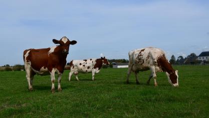 La collecte de lait de l’UE a progerssé de 1,7
% en janvier-juillet, rn comparaison avec la même période en 2017. Elle devrait toutefois se tasser sur la deuxième partie de l’année.