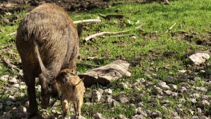 wild-boars-3363595_1920
