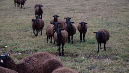 La ferme Bioherin est en autonomie.  Le seul maillon que Didier et Arnaud  ne maîtrisent pas, c’est l’abattage.