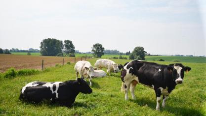 Grâce au moniteur de durabilité, le secteur bovin peut désormais fournir régulièrement  des informations sur l’évolution des efforts déployés par les exploitations pour produire  de la viande de manière durable.
